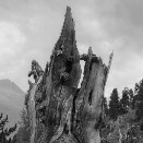 Aletsch Forest